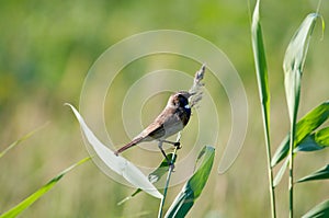 Bluethroat photo