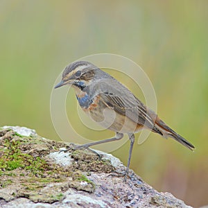 Bluethroat Bird