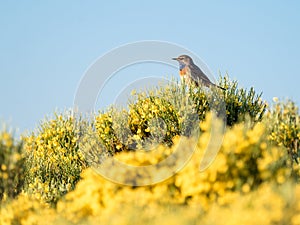 Bluethroat bird Luscinia svecica in colorful spring