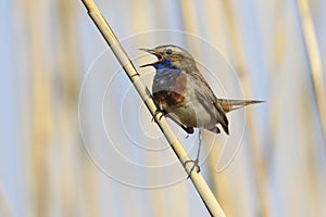 Bluethroat bird, Luscinia svecica singing on a reed