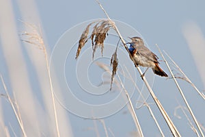 Bluethroat bird in the reed photo