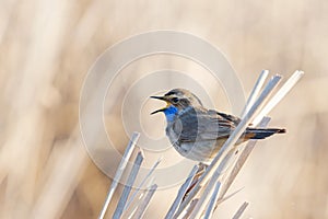 Bluethroat bird sings sitting on a reed