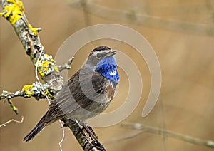 Bluethroat bird on a tree branch