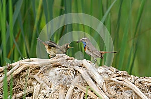 The bluethroat feeding the nestling