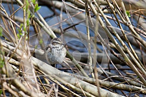 Bluethroat, female photo