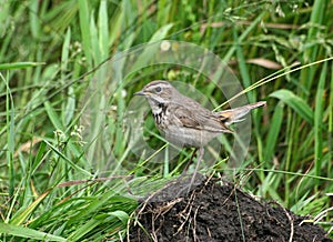 Bluethroat (female)