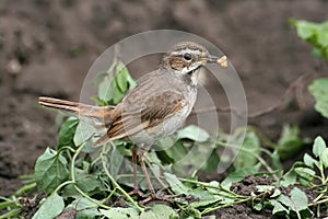 Bluethroat (female)