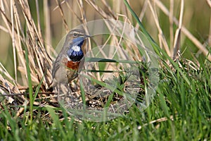 Bluethroat in the grass photo