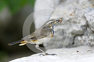 Bluethroat (Luscinia svecica) photo