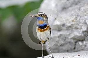 Bluethroat (Luscinia svecica)