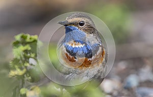 Bluethroat (Luscinia svecica)