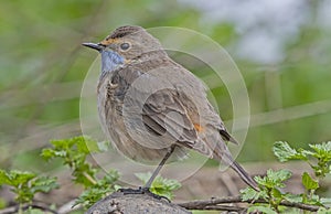 Bluethroat (Luscinia svecica)