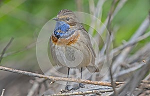 Bluethroat (Luscinia svecica)