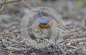 Bluethroat (Luscinia svecica)