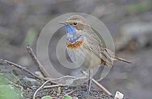 Bluethroat (Luscinia svecica)