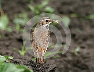 Bluethroat (Luscinia svecica) photo