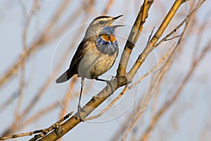 Bluethroat, Luscinia svecica photo