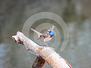 Bluethroat Luscinia svecica. The bird with a dragonfly in its