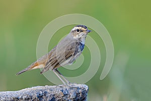 Bluethroat or Luscinia svecica, bird in nature.