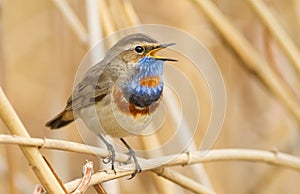 Bluethroat, luscinia svecica. Bird is singing