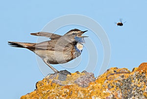 Bluethroat, Luscinia svecica. The bird sings and reacts to a bumblebee flying nearby