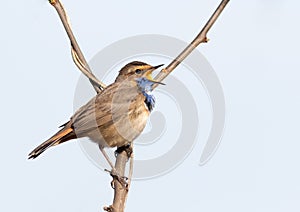 Bluethroat, Luscinia svecica. A bird sings while sitting on a branch. White background, isolated