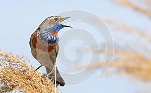 Bluethroat, Luscinia svecica. A bird sits on the bank of the river in the reeds and sings