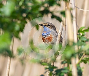 Bluethroat, Luscinia svecica. A bird sits in a reed thicket on the river bank