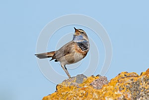 Bluethroat, Luscinia svecica. A bird sits on a rock and sings
