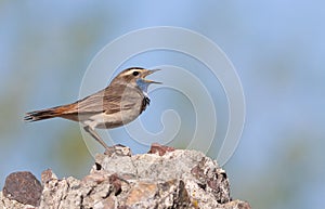 Bluethroat, Luscinia svecica. A bird sits on a rock and sings