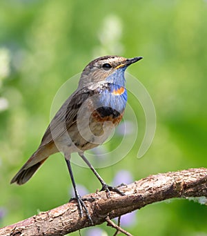 Bluethroat, Luscinia svecica. A bird sits on the root of a tree in a blooming meadow