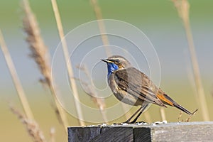 Bluethroat Luscinia svecica cyanecula resting on a fence