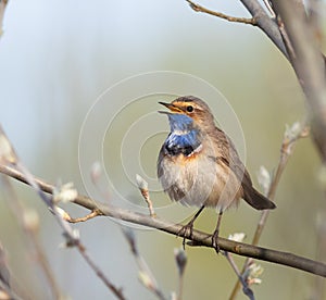 Bluethroat, Luscinia svecica. Early in the morning, a bird sits on a branch and sings