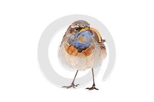 bluethroat Luscinia svecica isolated