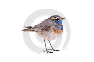 Bluethroat Luscinia svecica isolated on a white