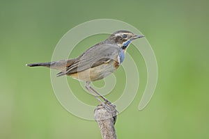 Bluethroat luscinia svecica lovely brown with pale blue feathers on its chin down to neck mixed with orange colors