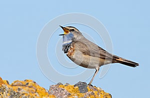 Bluethroat, Luscinia svecica. A male bird sits on a beautiful rock and sings