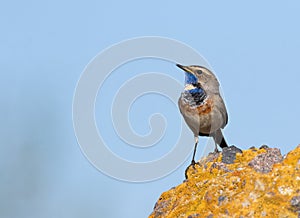 Bluethroat, Luscinia svecica. A male bird sits on a rock against a blue sky