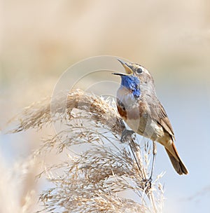 Bluethroat, Luscinia svecica. A male bird sits on top of a reed by the river and sings