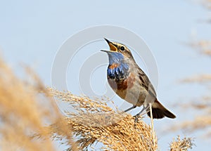 Bluethroat, Luscinia svecica. A male bird sits on top of a reed by the river and sings