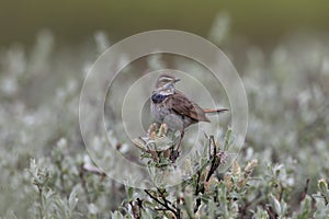 Bluethroat  (Luscinia svecica) Norway