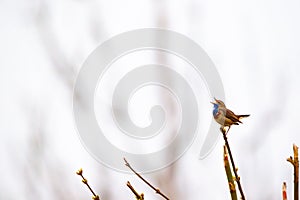 Bluethroat (Luscinia svecica) perched on a branch