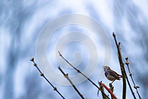 Bluethroat (Luscinia svecica) perched on a branch