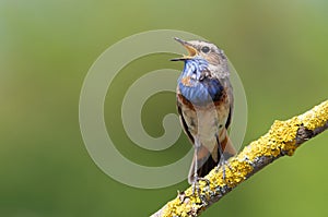 Bluethroat, Luscinia svecica. A singing bird sits on a beautiful branch