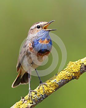 Bluethroat, Luscinia svecica. A singing bird sits on a beautiful branch