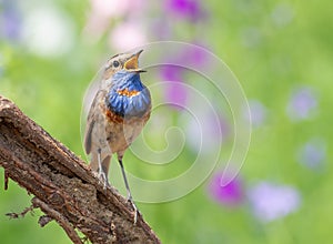 Bluethroat, Luscinia svecica. A singing bird sits on a beautiful branch