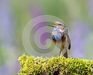 Bluethroat, Luscinia svecica. A singing bird sits on a beautiful branch