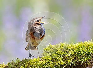 Bluethroat, Luscinia svecica. A singing bird sits on a beautiful branch