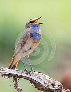 Bluethroat, Luscinia svecica. A singing bird sits on a branch
