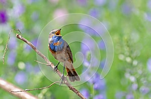 Bluethroat, Luscinia svecica. A singing bird sits on a branch